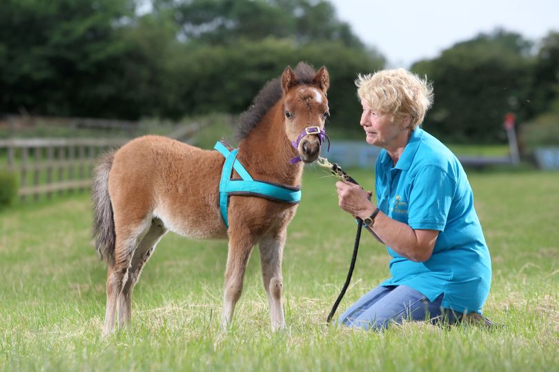 First-ever guide horse trained to help blind journalist 